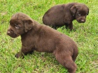 Nabdka tat labradorskho retrievera