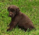 Nabídka štěněte hnědého labradorského retrievera Nabídka štěněte hnědého labradorského retrievera