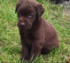 Nabdka tnte hndho labradorskho retrievera