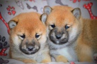 Shiba Inu tata