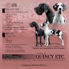 Německá doga -štěňata s PP Německá doga -štěňata s PP