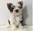 istokrevn tata Yorkshirskho terira s rodokmenem - s lskou odchovan