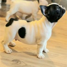 Francouzsk� buldo�ek � kr�sn� �t��ata