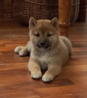 Shiba inu