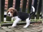 Bgl/t beagle