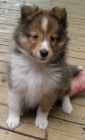 tata sheltie k adopci