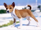 ttka Basenji