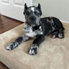 Italsk corso pes (Cane Corso Italiano)