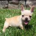 francouzskho buldoka.