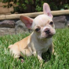 francouzskho buldoka.