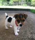 jack russell terira.