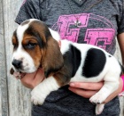 tata Basset hound