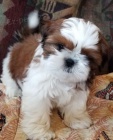 SHIH TZU