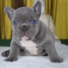 francouzskho buldoka