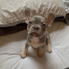 francouzskho buldoka.