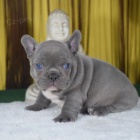 francouzsk�ho buldo�ka.