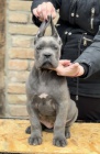Cane Corso �t��ata