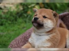 Shiba inu �t���tka