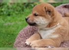 Shiba inu �t���tka