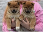 �t��ata Shiba Inu hledaj� nov� domovy