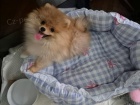 N�meck� �pic trpasli�� (Pomeranian)