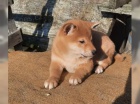 Shiba inu fenka