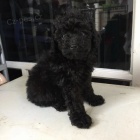 �ern�ho Toy pudla