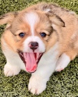 Welsh corgi.