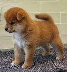 �t��ata shiba inu