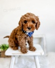 Cavapoo