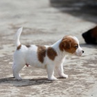 �t��ata jack russell teri�ra.