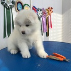 �t��ata samojeda