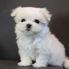 �t��ata malt�zsk�ho ov��ka k dispozici