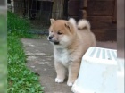 Shiba Inu �erven� sezam �t��ata s PP