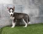 Husky na prodej
