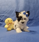 Jork��rsk� terir�r-jork��r