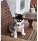 �t�nata Sibi�sk� husky