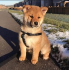 �t��ata Akita Inu