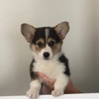 �t��ata vel�sk�ho corgi pembroke