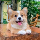 �t��ata vel�sk�ho corgi pembroke
