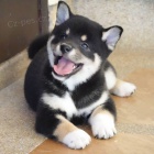 2 �t��ata Akita Inu