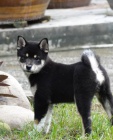 2 �t��ata Akita Inu