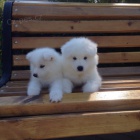 �t��ata samojeda