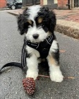 �t��ata Bernedoodle