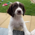 Anglick� �pringr �pan�ll