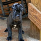 Italsk� corso pes (Cane Corso Italiano)