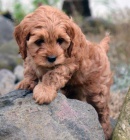 Cavapoo