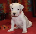 �t��ata argentinsk�ho doga