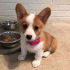 Welsh corgi.