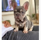 francouzsk�ho buldo�ka.